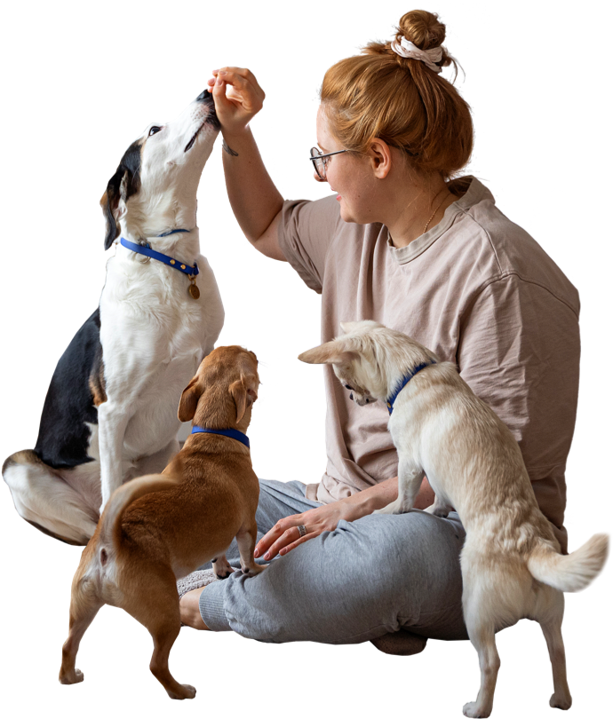 Pet Grooming Service