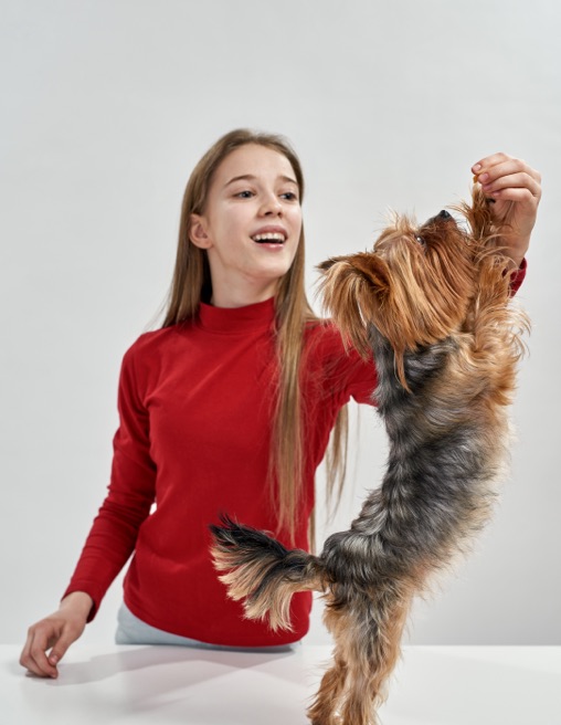 Pet Boarding Dubai