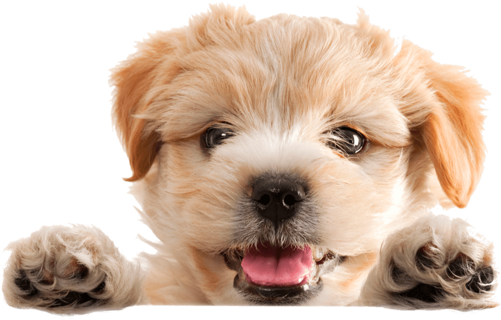 a dog looking