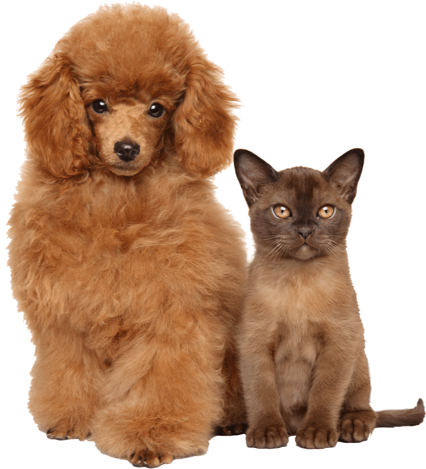one dog and one cat eating