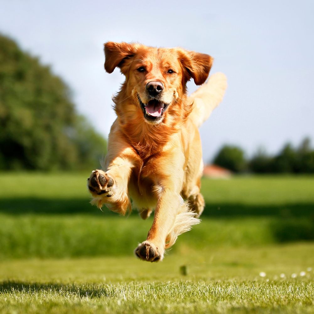 dg running in our dog training yard