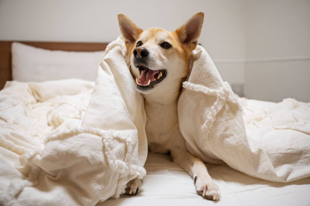 A Day in the Life of Your Pet at a Luxury Boarding Facility in Dubai