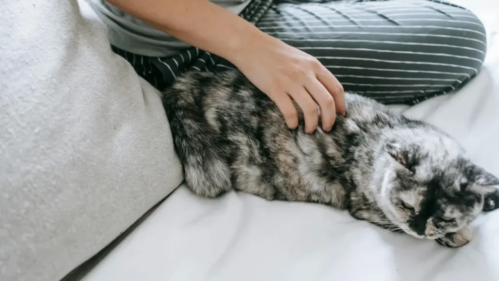 Cat Hotel Dubai