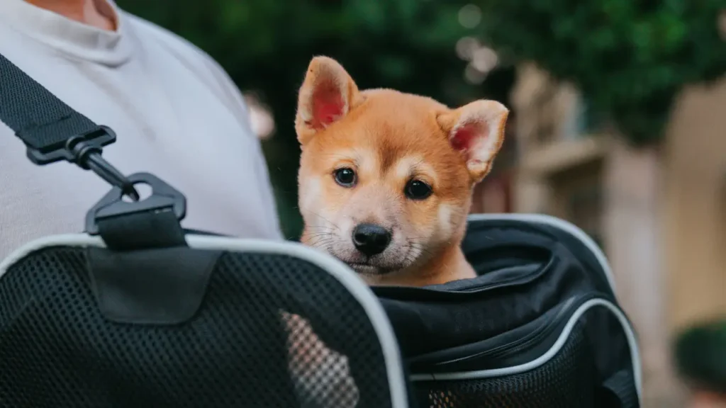 Luxury dog boarding